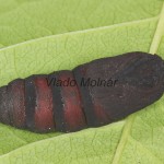 Endromis versicolora - Strakáč brezový 21-22-14