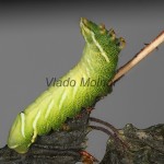 Endromis versicolora - Strakáč brezový 21-24-34