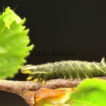 Endromis versicolora - Strakáč brezový 21-34-53