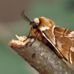 Endromis versicolora - Strakáč brezový 215711a
