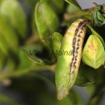 Endromis versicolora - Strakáč brezový 22-04-50