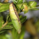 Endromis versicolora - Strakáč brezový 22-05-34