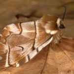 Endromis versicolora - Strakáč brezový 22-27-43