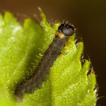 Endromis versicolora - Strakáč brezový IMG_7234