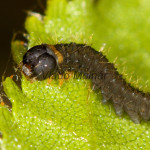 Endromis versicolora - Strakáč brezový IMG_7237