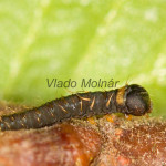 Endromis versicolora - Strakáč brezový IMG_7242