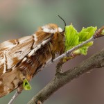 Endromis versicolora - Strakáš brezový 182215