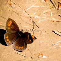 Erebia epiphron - Očkáň horský IMG_5877