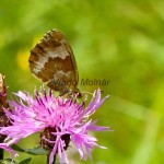 Erebia pronoe cf - Očkáň fatranský IMG_0728