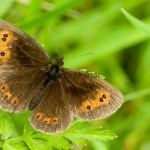 Erebia pronoe cf - Očkáň fatranský IMG_0790