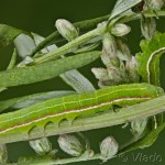 Eucarta virgo - Sivkavec fialový 21-06-58