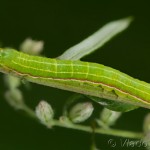 Eucarta virgo - Sivkavec fialový 21-09-19