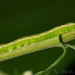Eucarta virgo - Sivkavec fialový 21-12-19