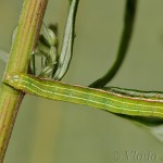 Eucarta virgo - Sivkavec fialový18-09-32