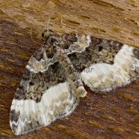 Euphyia unangulata - Piadivka jednozúbková 221448