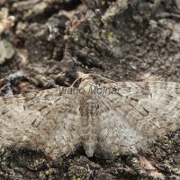 Eupithecia abbreviata - Kvetnatka dúbravová 180945