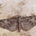 Eupithecia abbreviata - Kvetnatka dúbravová 224643