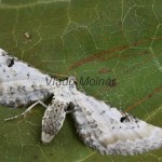 Eupithecia centaureata - Kvetnatka zvončeková 183121