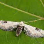 Eupithecia centaureata - Kvetnatka zvončeková 20-07-37