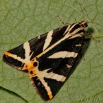 Euplagia quadripunctaria - Spriadač kostihojový 18-15-01