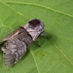 Furcula bifida - Hranostajník osikový 164035