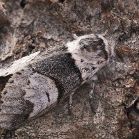 Furcula bifida - Hranostajník osikový 191514