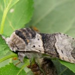 Furcula furcula cf - Hranostajník rakytový 194705