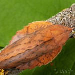 Gastropacha quercifolia - Priadkovec ovocný 00-14-30
