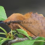 Gastropacha quercifolia - Priadkovec ovocný 093351