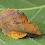 Gastropacha quercifolia - Priadkovec ovocný 093755