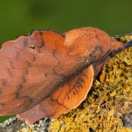 Gastropacha quercifolia - Priadkovec ovocný 17-49-31