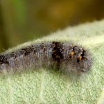 Gastropacha quercifolia - Priadkovec ovocný 182613