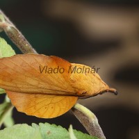 Gastropacha quercifolia - Priadkovec ovocný 184221