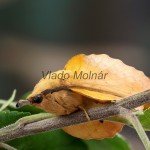 Gastropacha quercifolia - Priadkovec ovocný 185505