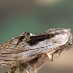 Harpyia milhauseri - Chochlatka Milhauseri 224504