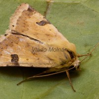 Heliothis peltigera - Sivkavec blenový 191137