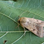 Heliothis peltigera - Sivkavec blenový 220436