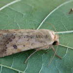 Heliothis peltigera - Sivkavec blenový 220654