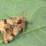 Heliothis viriplaca - Sivkavec štetkový 111657