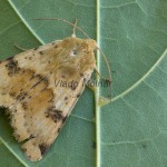 Heliothis viriplaca - Sivkavec štetkový 194941