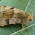 Heliothis viriplaca - Sivkavec štetkový 195152