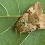 Heliothis viriplaca cf - Sivkavec štetkový 160422