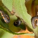 Hydria cervinalis - Piadivka jelenia 13-40-10