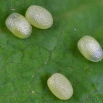 Hydria cervinalis - Piadivka jelenia 17-30-29a