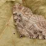Hydria cervinalis - Piadivka jelenia 20-22-48