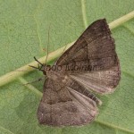 Hypena proboscidalis - Pamora žihľavová 163435