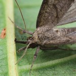 Hypena proboscidalis - Pamora žihľavová 164450