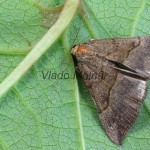 Hypena proboscidalis - Pamora žihľavová 165323