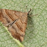 Hypena proboscidalis - Pamora žihľavová 17-23-30