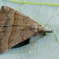 Hypena proboscidalis -  Pamora žihľavová 180341